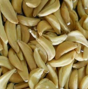 Kurutulmuş Sarımsak Karanfilleri