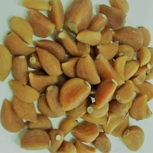 Organik Sarımsak Dişleri